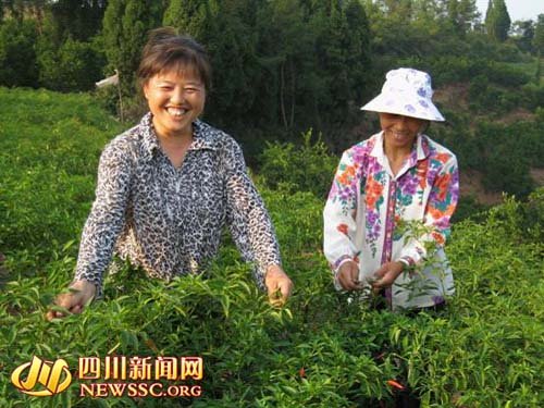 小山椒遍野红--自贡荣县乐德镇打造万亩小辣椒