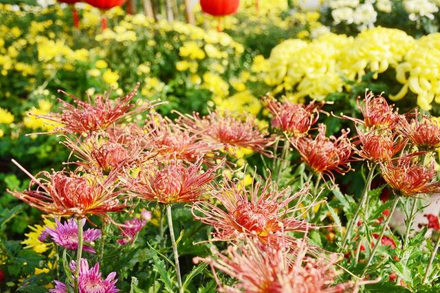 2017成都菊花文化节 百万株菊花布展200亩