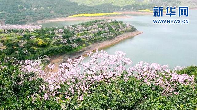 梅湾湖景区桃花盛开