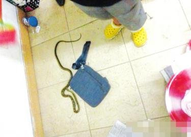 成都7月以来有蛇出没 专家:遇蛇莫慌避开最好