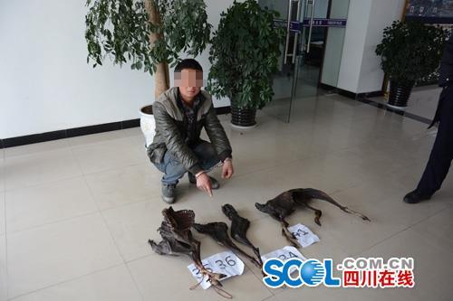 ... 人 和 动物 和谐 相处 的 手 抄报 图片 人 与 动物 手