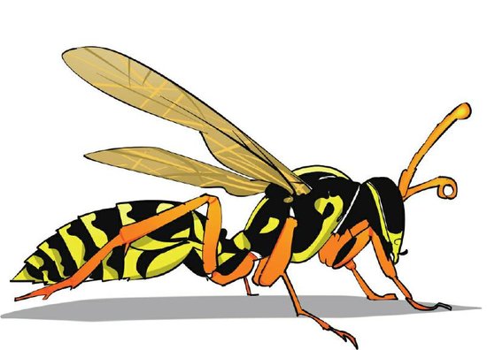 四川毒蜂蜇人夺命事件频发