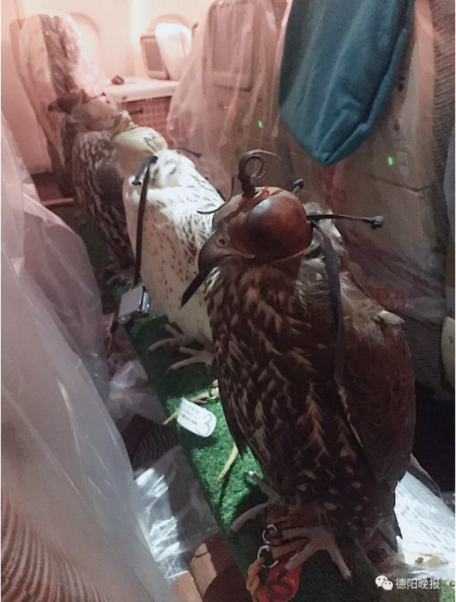 中东土豪带10多只鹰隼坐飞机 同机德阳女子拍