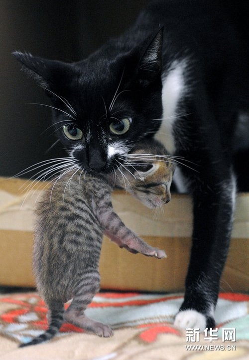 高清组图:家猫当起长尾虎猫"代理妈妈"
