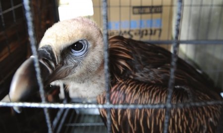 男子路上救回一大鸟 原来系高山兀鹫(图)