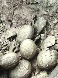 泸州工地挖出圆石头疑似恐龙蛋 鉴定系结核石(图)