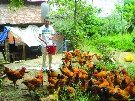 江油一肾衰竭男子山林里开养鸡场回报父母(图