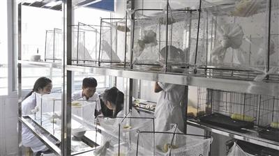 <em>绵阳</em>实验室里养蚊子伺候它 再研究怎么弄死它