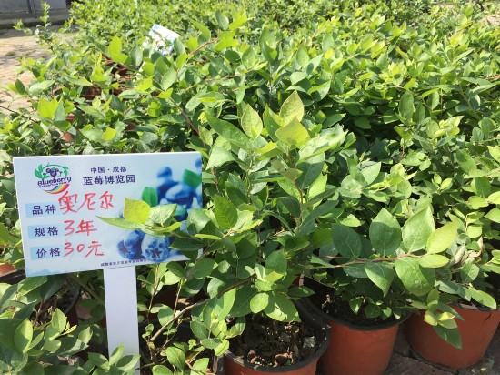 2016成都蓝莓采摘节在大邑安仁开幕
