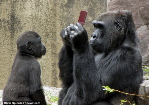 小男孩不慎掉落游戏机 动物园黑猩猩争相玩