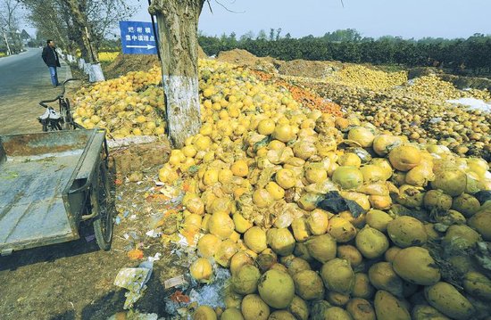 蒲江蜜柚八毛一斤无人问 烂柚子堆积如山(图)