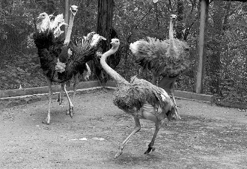 <em>妹哥快</em>见异性图片