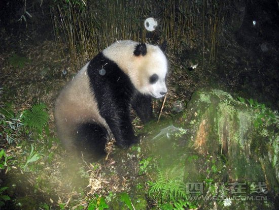 绵阳平武王朗自然保护区首次发现野生大熊猫