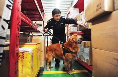 功勋犬返聘 成都海关惟一缉毒犬重回岗位