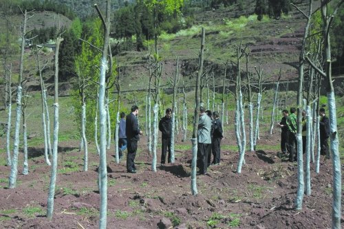 凉山77株珙桐树遭盗挖 系国家一级保护植物