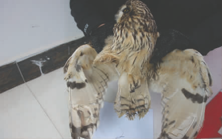 遂宁一餐馆老板将猫头鹰做成汤 7两卖800元(图