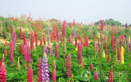 百花齐放 五月石象湖春光灿烂等你来(图)