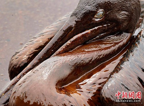 图:墨西哥湾漏油事件致生态灾难_新闻滚动