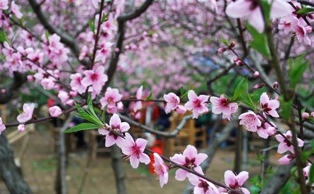 龙泉驿:桃花