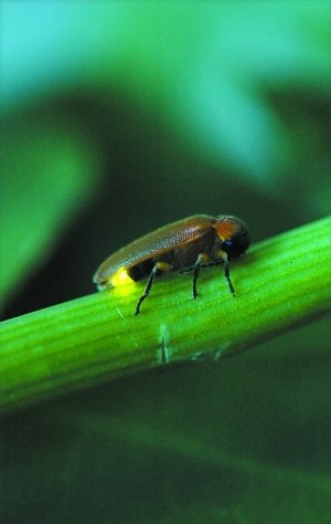光污染使萤火虫濒临灭绝?萤火虫博士疾呼保护