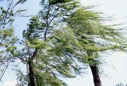 “妖风”突袭成都 市民称“差点被吹回家”(图)