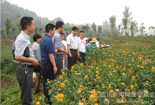 蓬溪县多部门跟踪服务中药材种植基地