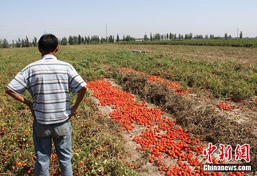 新疆呼图壁县大片成熟番茄烂在地里(图)