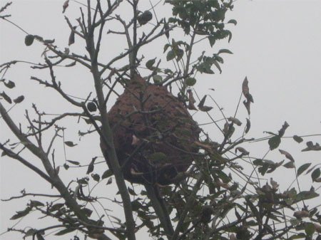 南充现巨型野蜂窝马蜂狂伤6人