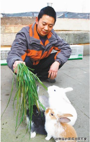 动物园来了洋兔子 饲养员成了大红人(图)