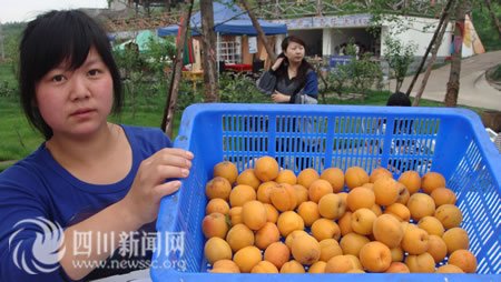 青白江的杏子熟了 邀您体验杏福之旅_新闻滚