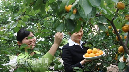 青白江的杏子熟了 邀您体验杏福之旅_新闻滚