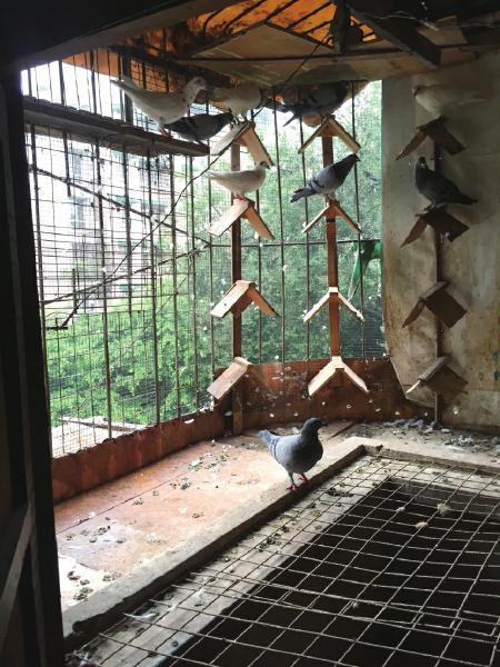 成都小区住户楼上养鸽8年 楼下频遭鸽毛骚扰