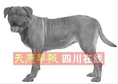 明起逗硬了 22种犬城区禁养