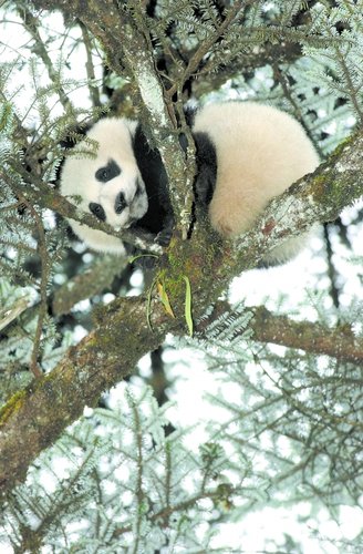 四川省圈养大熊猫野化放归计划重新启动