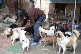 甘肃爱心女教师收养160只流浪狗 面临倾家荡产
