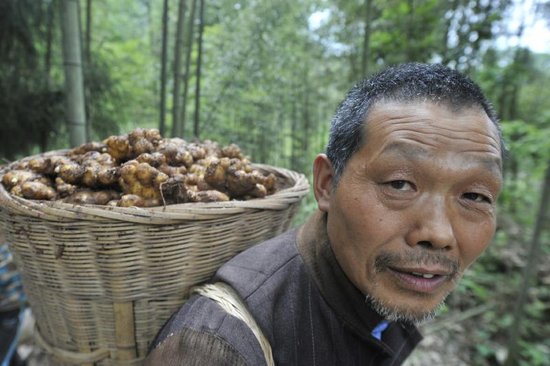 芦山沫东10万斤生姜滞销 每斤价格降至5毛(图