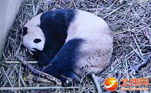 2014年全球首胎大熊猫宝宝在雅安碧峰峡出生(图)