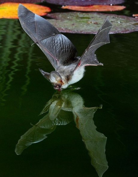 蝙蝠俯冲喝水瞬间(组图)