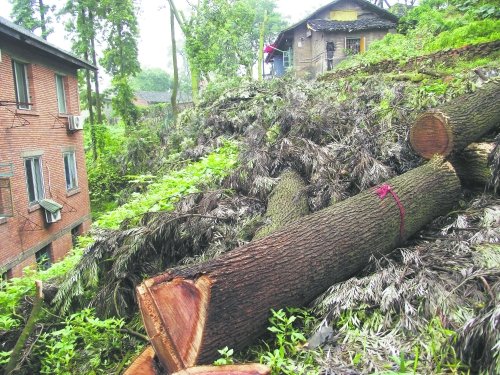 自贡市为保棚户区安全 砍120棵参天大树(图)