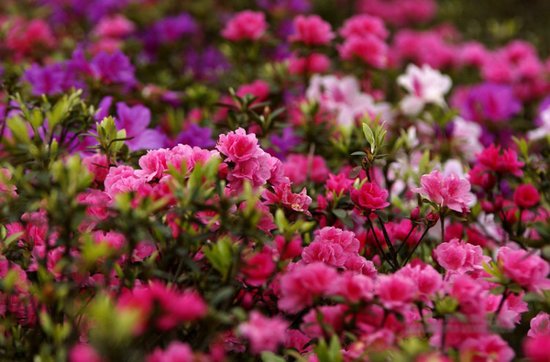 成都周边赏花地图出炉(图)