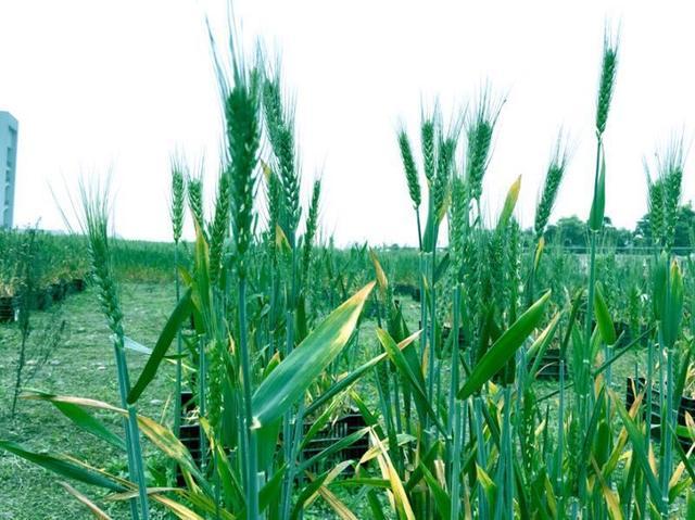 川大博士做农民 种田种出个艺术展