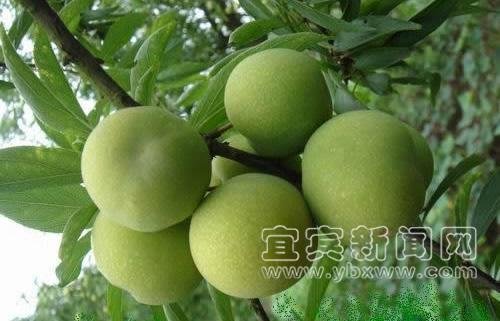 江安3种水果获得全国无公害农产品认证