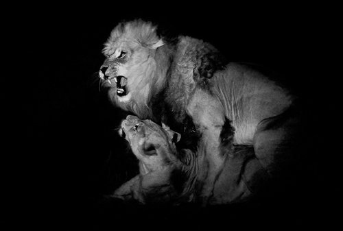 动物肖像摄影:黑白色的强大张力