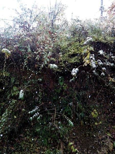 常德东山峰降下湖南今冬第一场雪