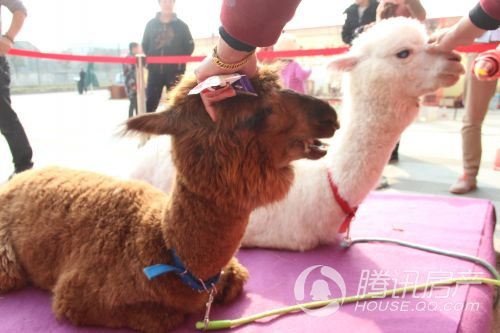 最萌神兽草泥马惊现路劲城 共享亲子好时光_