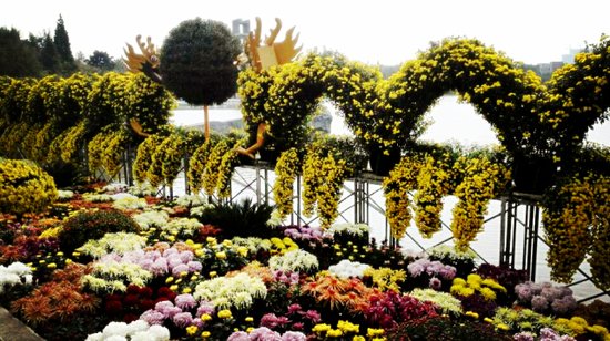 常州第四届菊花节本周开幕 居龙城赏菊东篱下_频道-常州_腾讯网