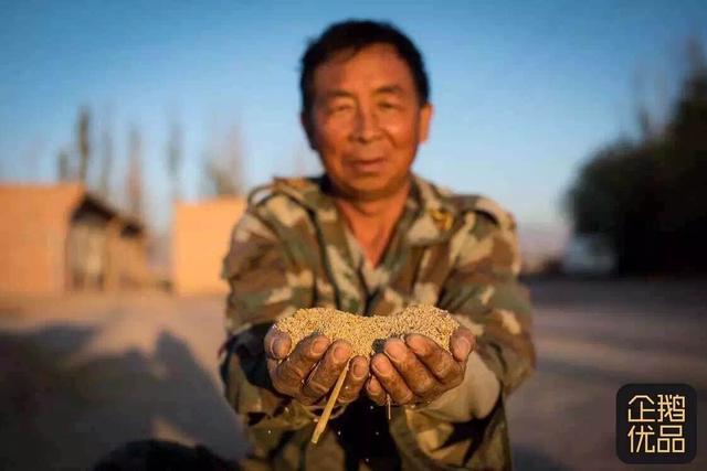 他们用半辈子在沙漠边种一种小米，竟然是为了节约水？