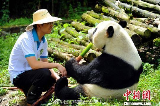 大熊猫"鹏鹏"与饲养员.钟欣摄