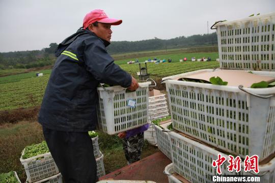 海口“菜篮子”多举措保春节蔬菜市场稳定