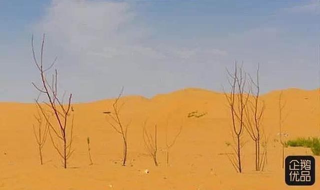 他们用半辈子在沙漠边种一种小米，竟然是为了节约水？